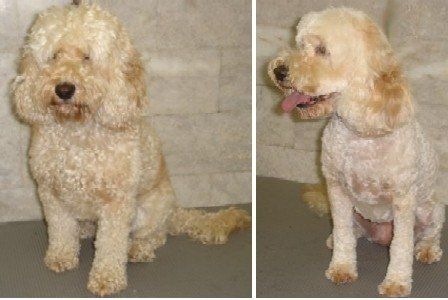 Patsy the Spoodle before & after