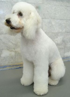 Scooby the Poodle-X